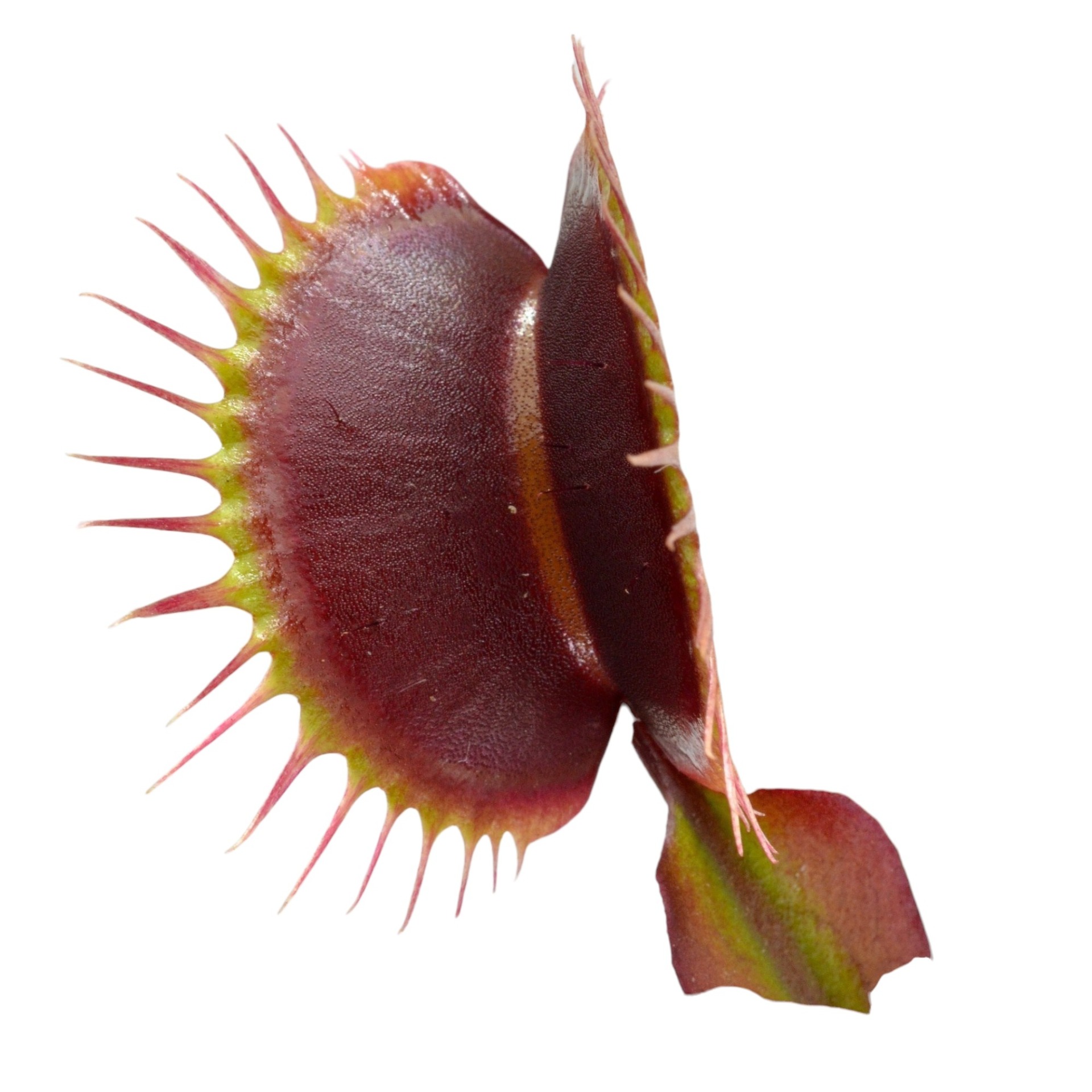 Áprilisi akció - Rendelésnél a legnagyobb értékű Dionaea muscipula növény árából elengedünk 10%-ot.